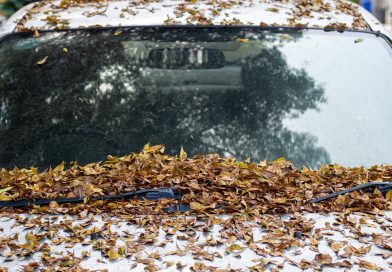 Stosują trick z liściem i udają „cwaną gapę”. Policjant nie da się nabrać. Kara będzie sroga