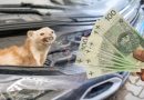 Kuny niszczą samochody i przegryzają miliony. Rekordowa szkoda to 100 tys. zł