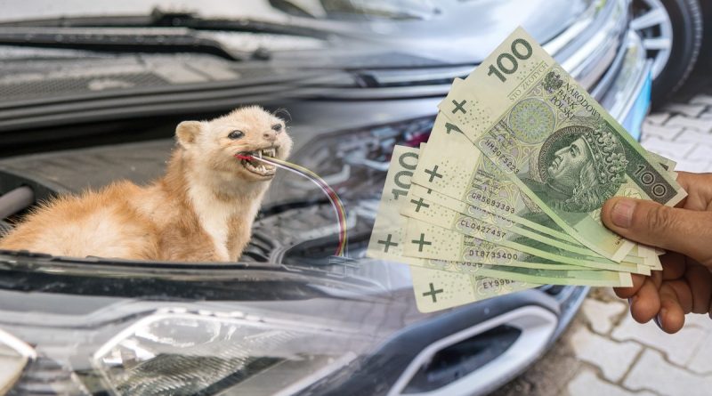 Kuny niszczą samochody i przegryzają miliony. Rekordowa szkoda to 100 tys. zł